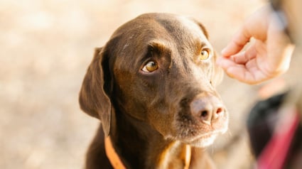 Illustration : 5 erreurs &agrave; &eacute;viter au printemps lorsqu&rsquo;on poss&egrave;de un animal de compagnie