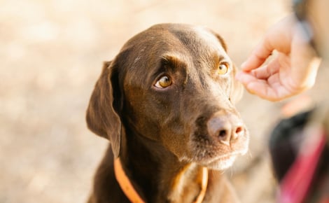 5 erreurs à éviter au printemps lorsqu’on possède un animal de compagnie
