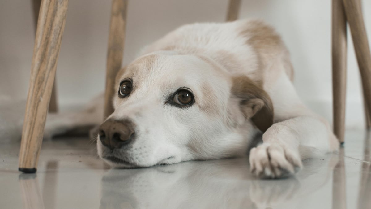 Illustration : "5 signaux corporels à connaître pour comprendre quand un chien a besoin d’espace"