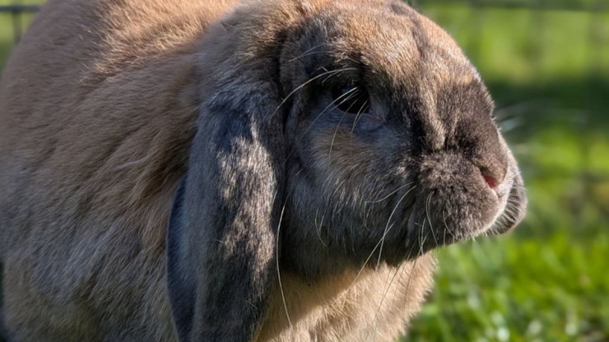 Illustration : "10 annonces d’adoption de lapins dont vous pouvez changer la vie"