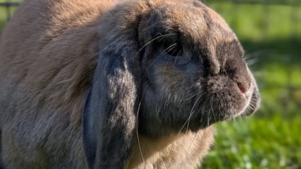 Illustration : 10 annonces d&rsquo;adoption de lapins dont vous pouvez changer la vie