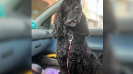 Illustration : Abandonn&eacute; 6 fois en un an, ce Cocker est enfin adopt&eacute; pour de bon et aim&eacute; &agrave; sa juste valeur