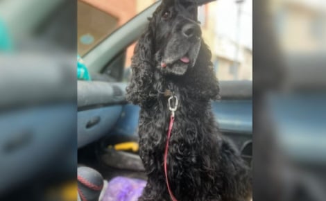 Abandonné 6 fois en un an, ce Cocker est enfin adopté pour de bon et aimé à sa juste valeur