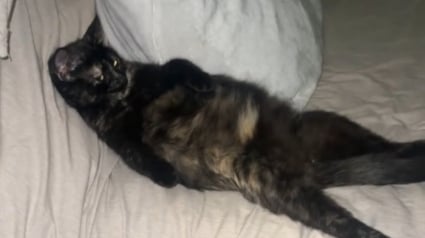 Illustration : Une vid&eacute;o montre les postures de soulagement adopt&eacute;es par une chatte &eacute;caille de tortue en fin de gestation