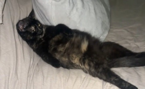 Une vidéo montre les postures de soulagement adoptées par une chatte écaille de tortue en fin de gestation