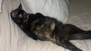 Illustration : Une vidéo montre les postures de soulagement adoptées par une chatte écaille de tortue en fin de gestation