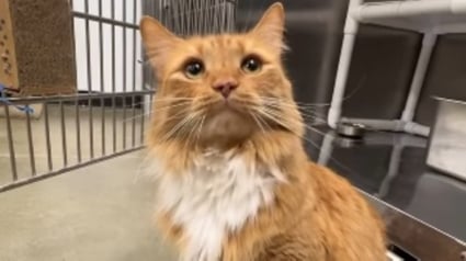 Illustration : Ce chat au regard triste arriv&eacute; au refuge apr&egrave;s le divorce de ses ma&icirc;tres va &ecirc;tre adopt&eacute; gr&acirc;ce &agrave; une vid&eacute;o