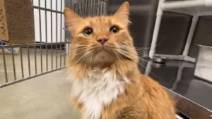 Illustration : Ce chat au regard triste arrivé au refuge après le divorce de ses maîtres va être adopté grâce à une vidéo