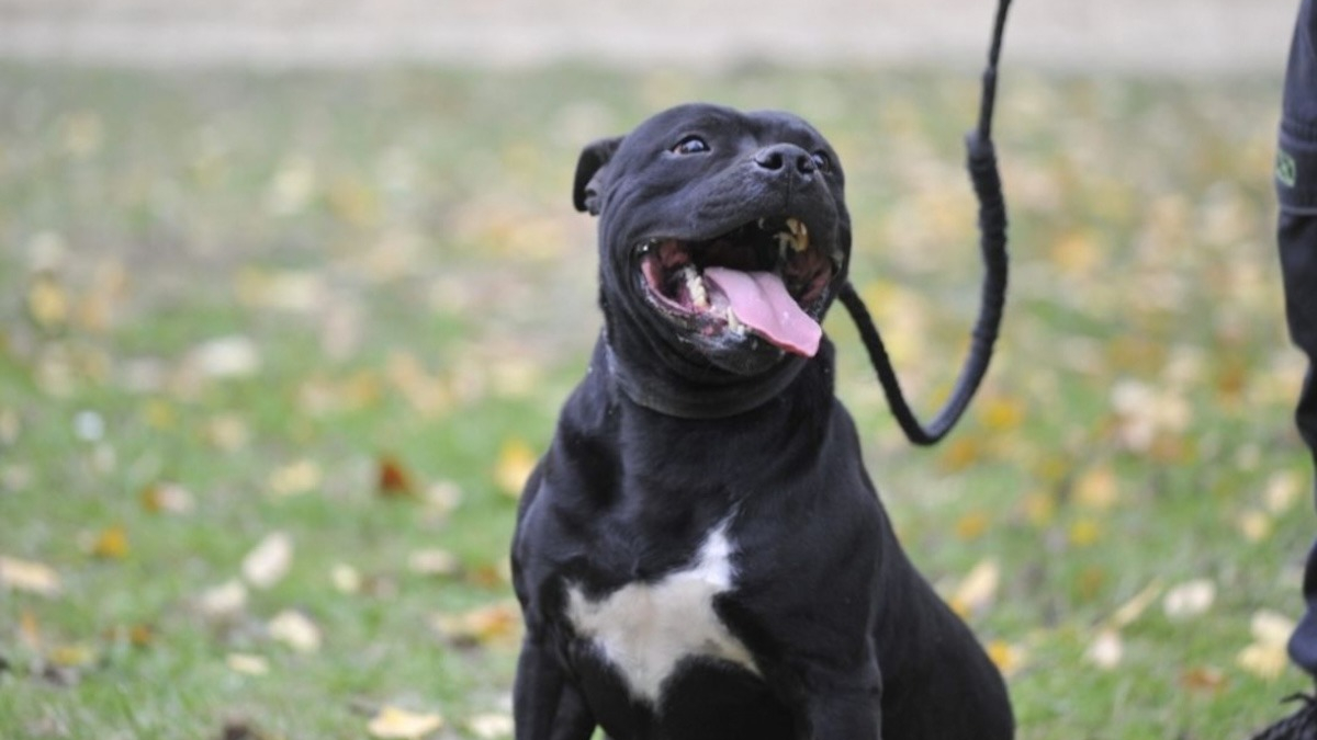 Illustration : "Sauvé d'un balcon où il était enfermé en permanence sans eau ni nourriture, ce Staffie cherche des adoptants aimants"