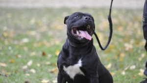 Illustration : Sauvé d'un balcon où il était enfermé en permanence sans eau ni nourriture, ce Staffie cherche des adoptants aimants