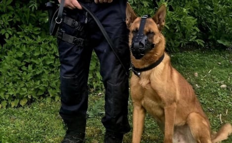 Enfermé dans une caisse à l'arrière d'un utilitaire, ce Malinois de 15 mois renaît grâce à un policier qui le forme pour devenir chien d'intervention