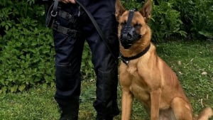 Illustration : Enfermé dans une caisse à l'arrière d'un utilitaire, ce Malinois de 15 mois renaît grâce à un policier qui le forme pour devenir chien d'intervention