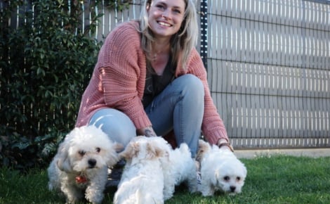 Une éducatrice accueille une chienne Bichon Maltais 2 heures après sa mise bas et lui promet de faire découvrir le monde à ses chiots
