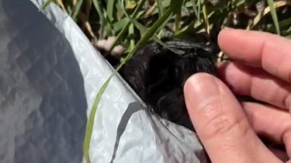 Illustration : Une femme entend des miaulements et se rend compte que 4 chatons ont &eacute;t&eacute; enferm&eacute;s dans un sac poubelle