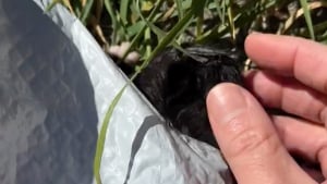 Illustration : "Une femme entend des miaulements et se rend compte que 4 chatons ont été enfermés dans un sac poubelle"