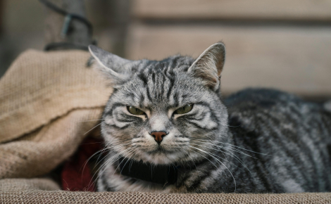 Évaluation de la douleur féline : une équipe vétérinaire invente une méthode visuelle fiable pour savoir si votre chat souffre en silence
