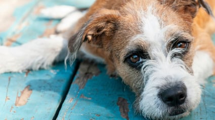 Illustration : Un an canin &eacute;quivaut &agrave; 7 ans humains : une &eacute;tude scientifique d&eacute;construit ce mythe et livre une v&eacute;ritable m&eacute;thode de calcul