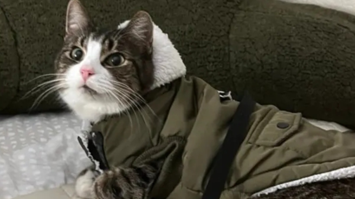 Illustration : "2 sœurs traversent les Etats Unis pour capturer et rapatrier leur chat perdu lors d'un déménagement"