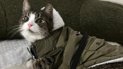 Illustration : 2 s&oelig;urs traversent les Etats Unis pour capturer et rapatrier leur chat perdu lors d'un d&eacute;m&eacute;nagement