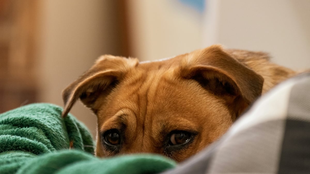 Illustration : "Microbiote et anxiété, une étude scientifique prouve le lien direct entre la flore intestinale du chien et son comportement"