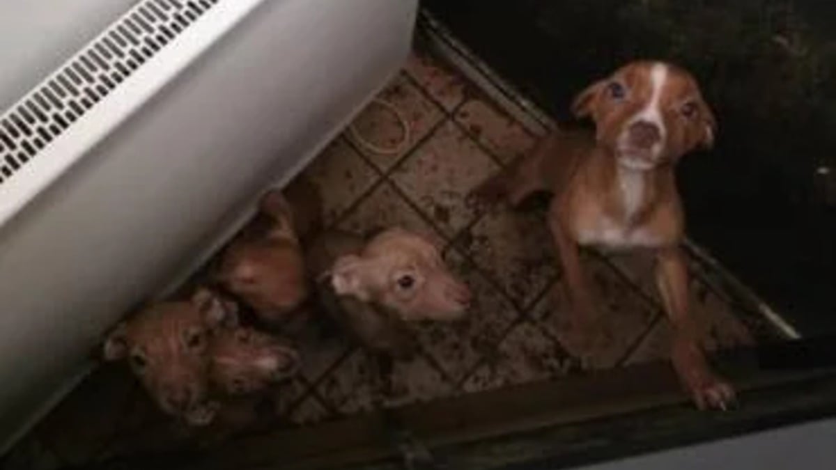 Illustration : "Une famille de 7 chiens maltraités et dénutris secourue par une association qui les soigne avant leur mise à l'adoption"