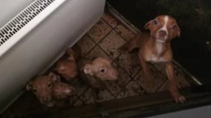Illustration : Une famille de 7 chiens maltrait&eacute;s et d&eacute;nutris secourue par une association qui les soigne avant leur mise &agrave; l'adoption