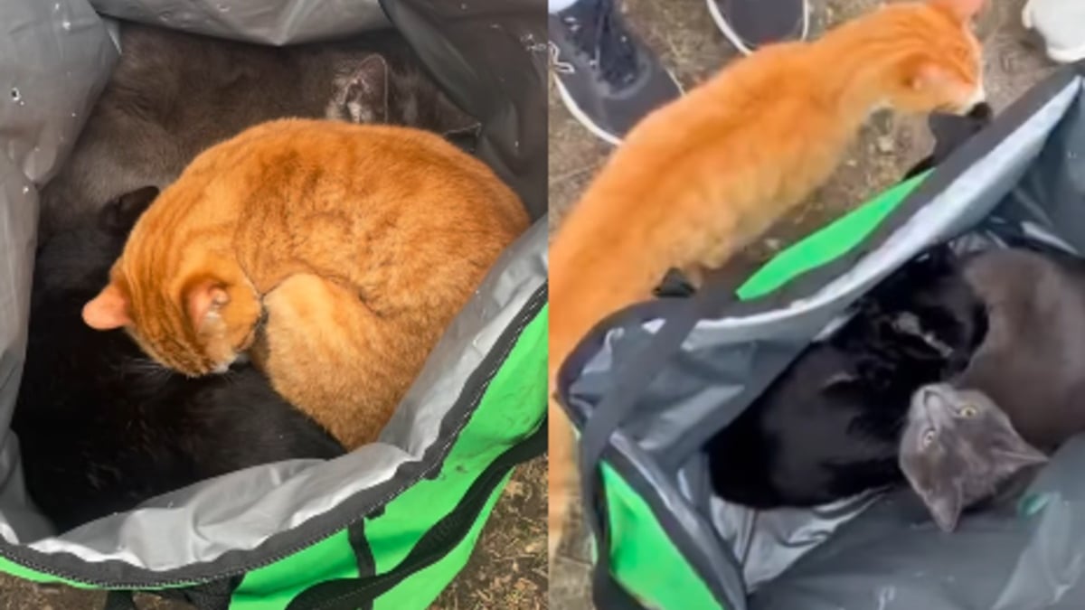 Illustration : "3 chats d'intérieur abandonnés dans un sac de livraison de repas sont découverts et pris en charge par des promeneurs"
