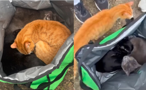 3 chats d'intérieur abandonnés dans un sac de livraison de repas sont découverts et pris en charge par des promeneurs