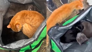 Illustration : "3 chats d'intérieur abandonnés dans un sac de livraison de repas sont découverts et pris en charge par des promeneurs"