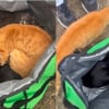 Illustration : 3 chats d'int&eacute;rieur abandonn&eacute;s dans un sac de livraison de repas sont d&eacute;couverts et pris en charge par des promeneurs