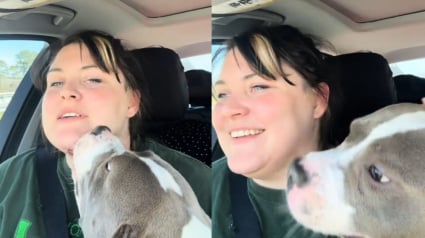 Illustration : Venant &agrave; peine de la rencontrer, ce chien brutalis&eacute; couvre sa m&egrave;re d'accueil de bisous pendant tout le trajet en voiture pour la remercier (vid&eacute;o)