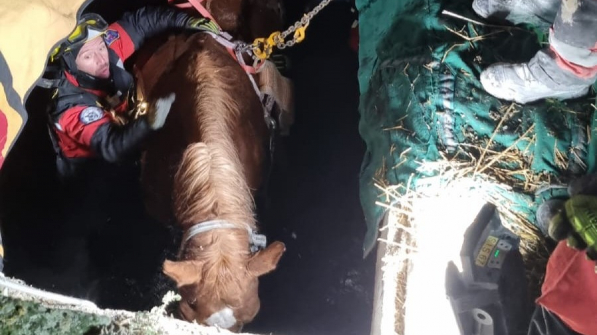 Illustration : "40 pompiers découpent une dalle de béton pour sauver un cheval de 650 kilos tombé et coincé dans une fosse septique"