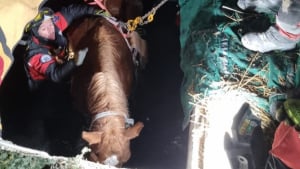 Illustration : 40 pompiers d&eacute;coupent une dalle de b&eacute;ton pour sauver un cheval de 650 kilos tomb&eacute; et coinc&eacute; dans une fosse septique
