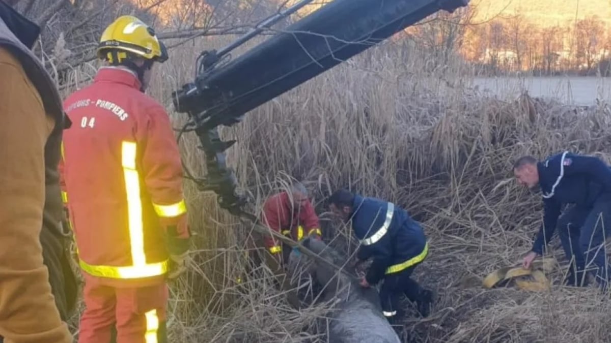 Illustration : "Repéré par un gendarme qui promenait son chien, un cheval en hypothermie, coincé dans un fossé, est sauvé et rendu à son propriétaire"