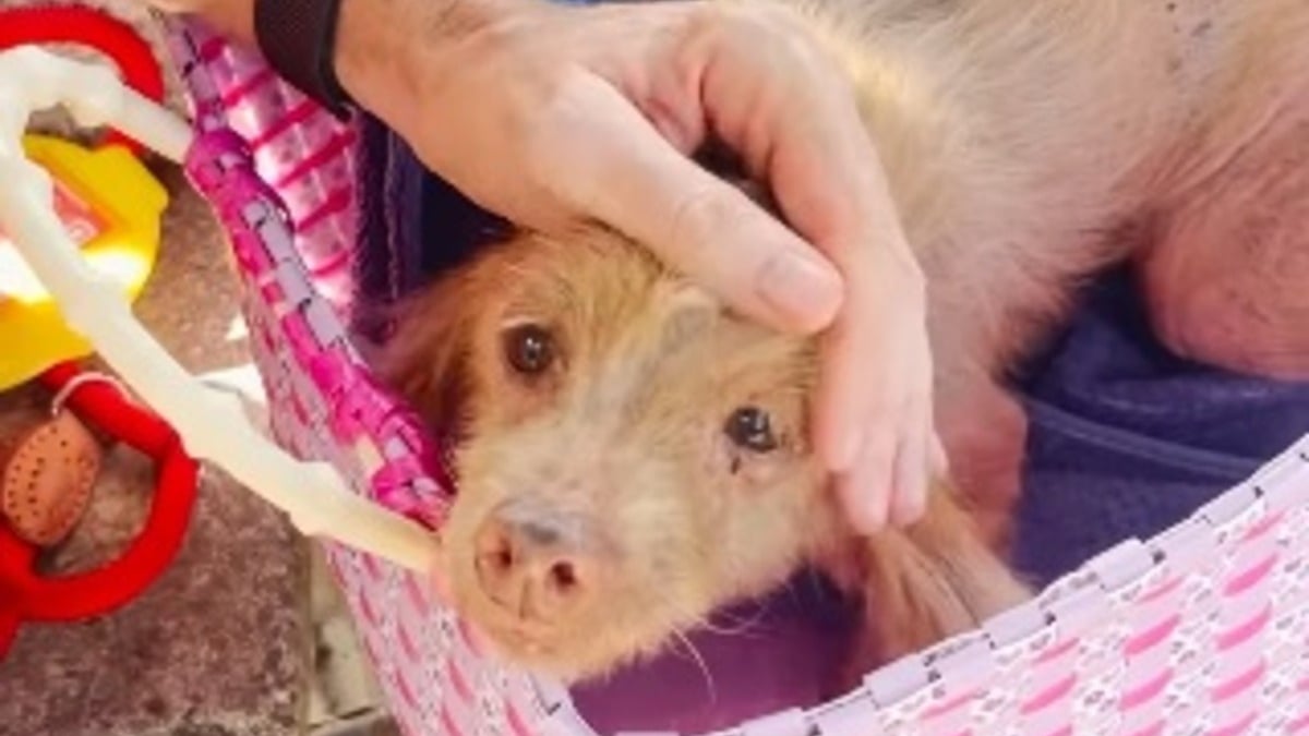 Illustration : "Abandonnée « parce qu'elle n'était plus parfaite », cette chienne terrifiée et mal en point vit une métamorphose en 5 semaines (vidéo) "