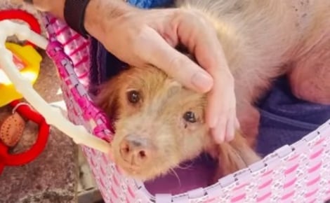 Abandonnée « parce qu'elle n'était plus parfaite », cette chienne terrifiée et mal en point vit une métamorphose en 5 semaines (vidéo) 