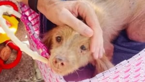 Illustration : Abandonnée « parce qu'elle n'était plus parfaite », cette chienne terrifiée et mal en point vit une métamorphose en 5 semaines (vidéo) 