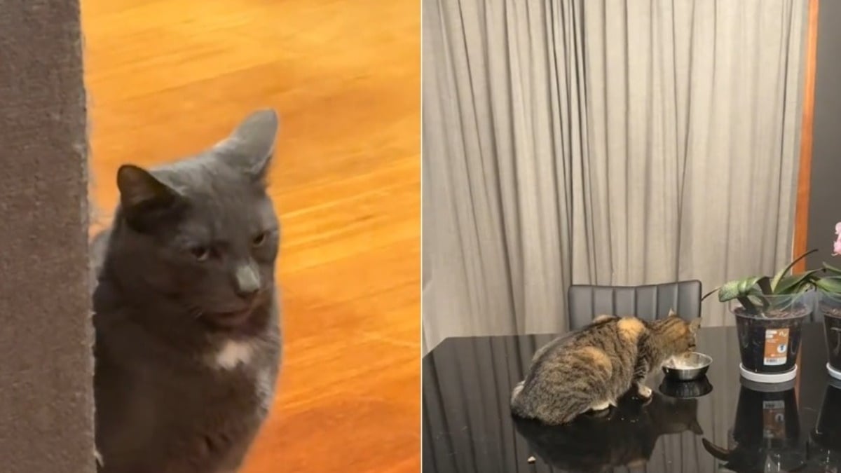 Illustration : "« Un changement d'attitude spectaculaire », après avoir invité une congénère errante à la maison, ce chat semble regretter sa décision (vidéo)"
