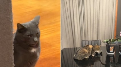Illustration : &laquo; Un changement d'attitude spectaculaire &raquo;, apr&egrave;s avoir invit&eacute; une cong&eacute;n&egrave;re errante &agrave; la maison, ce chat semble regretter sa d&eacute;cision (vid&eacute;o)