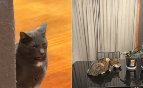 « Un changement d'attitude spectaculaire », après avoir invité une congénère errante à la maison, ce chat semble regretter sa décision (vidéo)