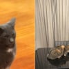 Illustration : &laquo; Un changement d'attitude spectaculaire &raquo;, apr&egrave;s avoir invit&eacute; une cong&eacute;n&egrave;re errante &agrave; la maison, ce chat semble regretter sa d&eacute;cision (vid&eacute;o)