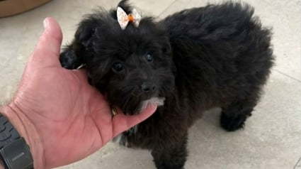 Illustration : Un chiot de 6 mois vol&eacute; dans une voiture de luxe est retrouv&eacute; abandonn&eacute; mais sain et sauf le lendemain