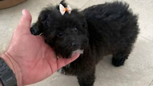 Illustration : Un chiot de 6 mois vol&eacute; dans une voiture de luxe est retrouv&eacute; abandonn&eacute; mais sain et sauf le lendemain