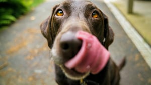 Illustration : Coprophagie, pourquoi votre chien mange-t-il des excr&eacute;ments ?