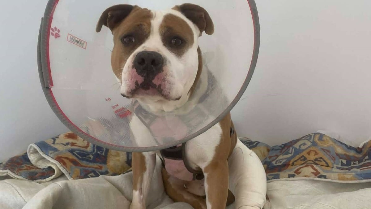 Illustration : "« Coupable » de s'être blessé aux ligaments croisés, cet Amstaff abandonné est opéré grâce à une cagnotte solidaire et attend d'être adopté"