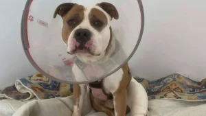 Illustration : « Coupable » de s'être blessé aux ligaments croisés, cet Amstaff abandonné est opéré grâce à une cagnotte solidaire et attend d'être adopté