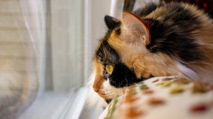 Illustration : Les chats d'int&eacute;rieur n'ont pas besoin de vaccins ni d'antiparasitaires, vrai ou faux ?