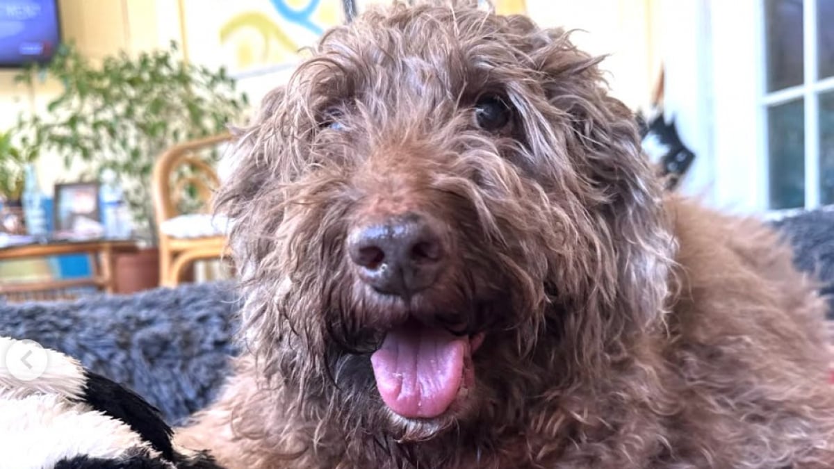 Illustration : "Une chienne malade âgée de 14 ans ne peut plus monter les escaliers alors sa maîtresse réaménage totalement sa maison pour elle (vidéo)"