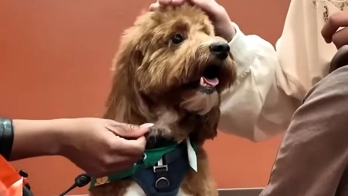 Illustration : "« Cette histoire m'a brisé le cœur », une fillette de 9 ans retrouve son chien disparu après le décès soudain de son père (vidéo)"