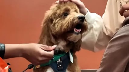 Illustration : &laquo; Cette histoire m'a bris&eacute; le c&oelig;ur &raquo;, une fillette de 9 ans retrouve son chien disparu apr&egrave;s le d&eacute;c&egrave;s soudain de son p&egrave;re (vid&eacute;o)